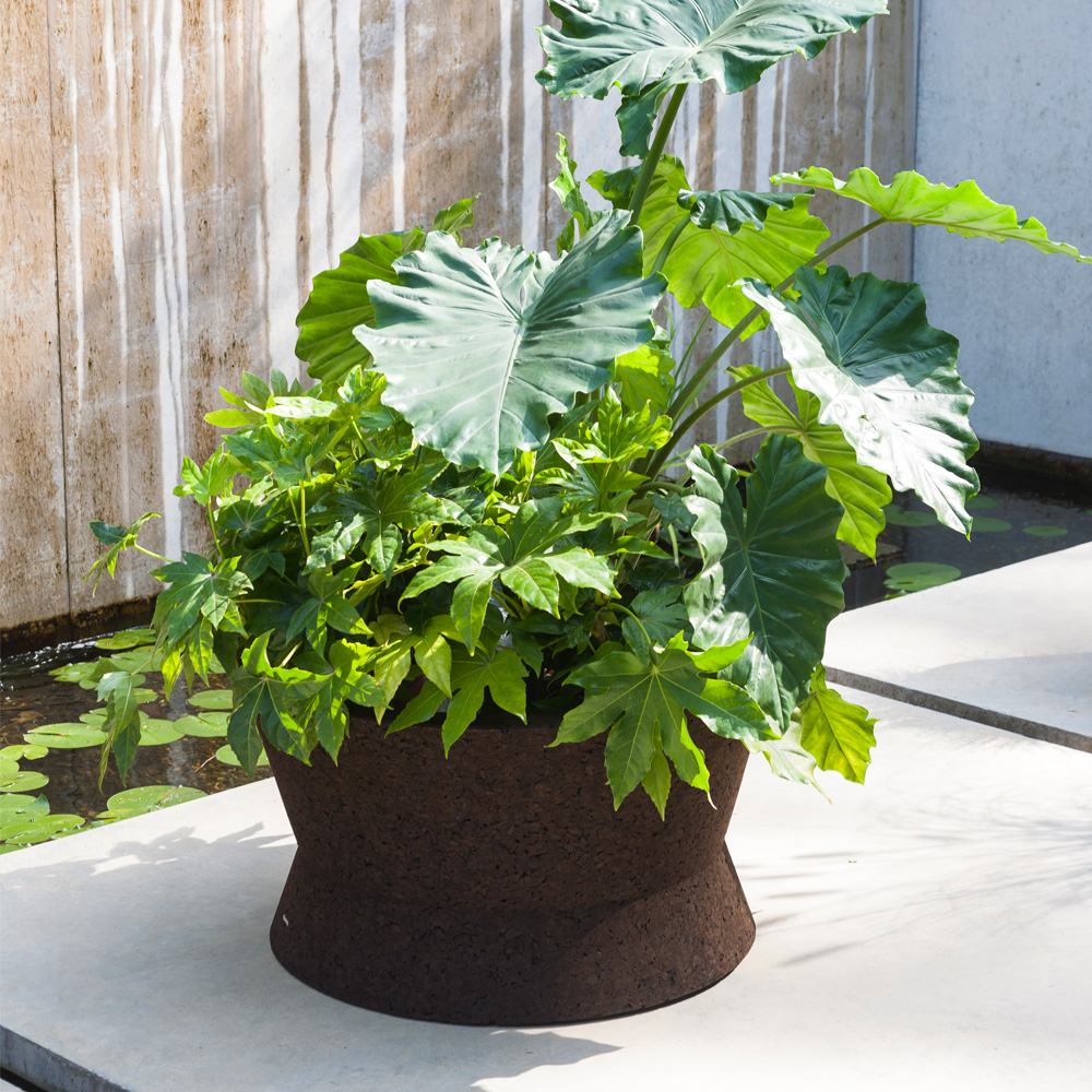 Bush on Pflanztöpfe