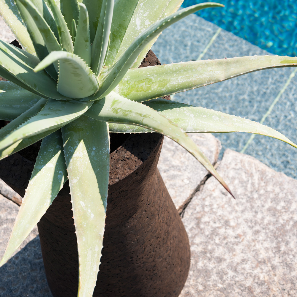 Bush on Pflanztöpfe