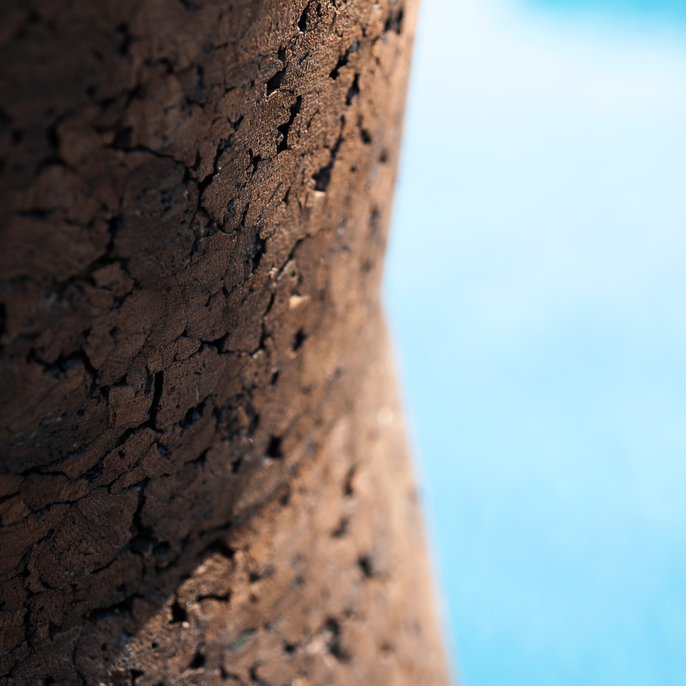 Bush on Pflanztöpfe